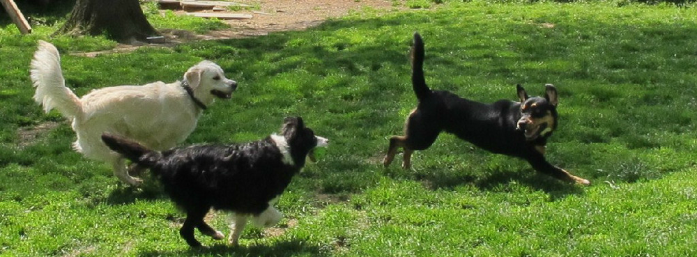 Dogs playing athletically