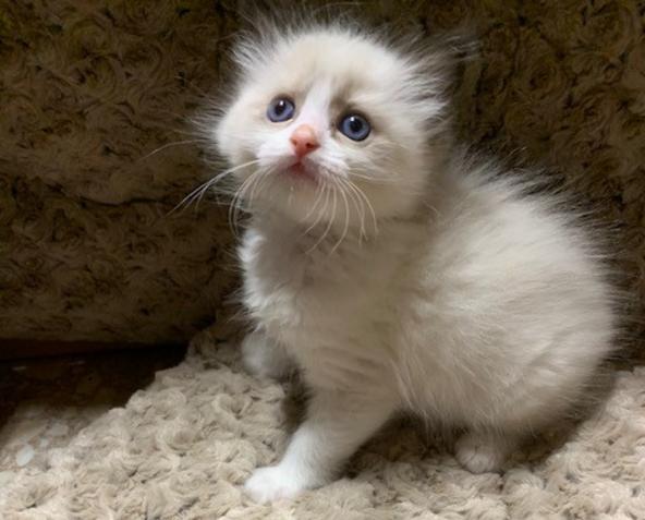 Ragdoll Kittens for sale