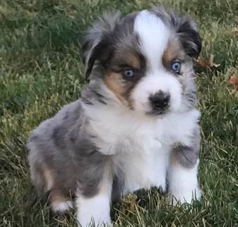 Idaho Black Pine Aussies - Mini Aussie, Miniature Aussies, Toy Aussies