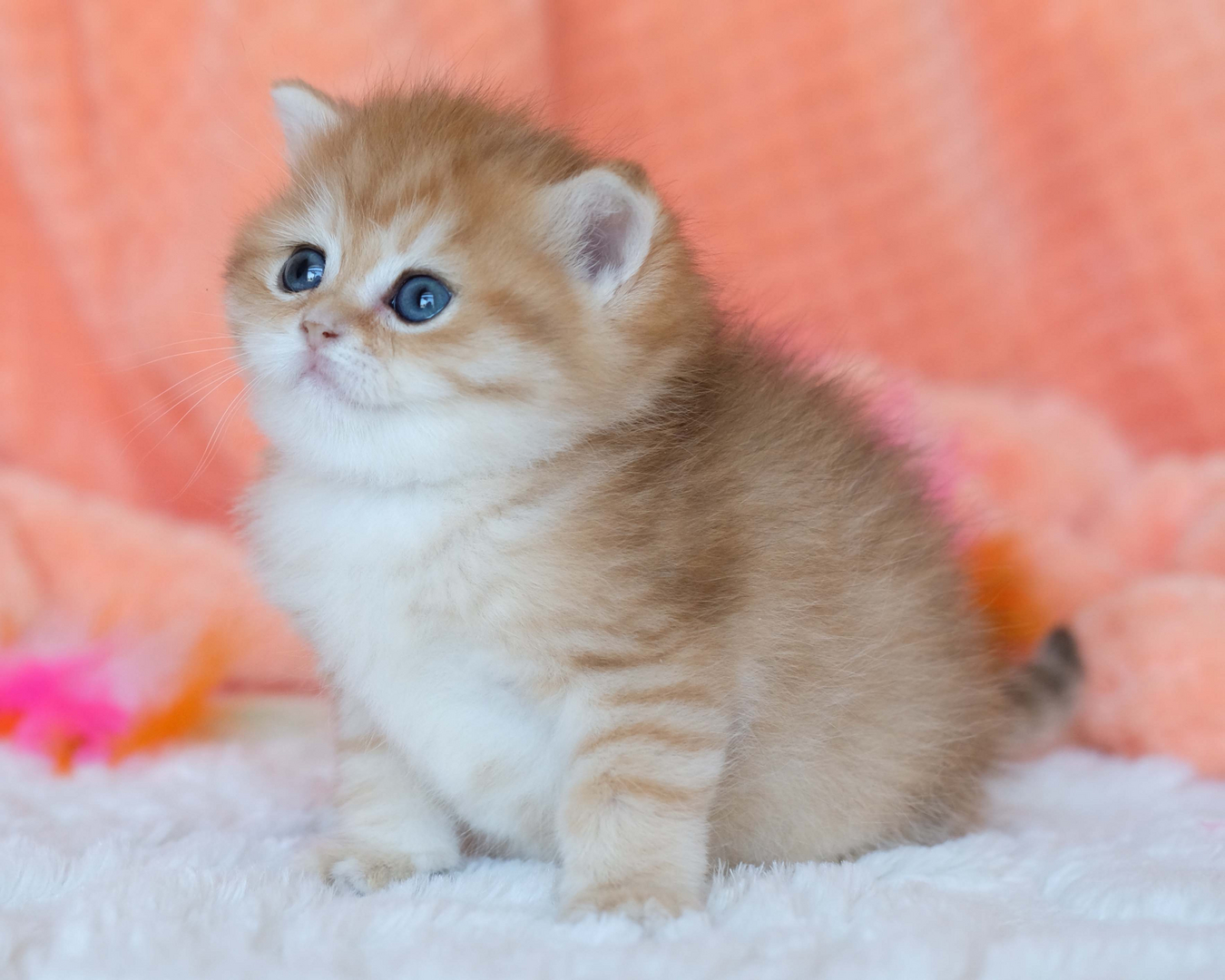 British Shorthair Longhair Cats Kittens