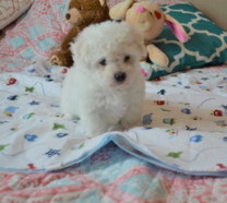 My Darling Dogs - Puppies For Sale