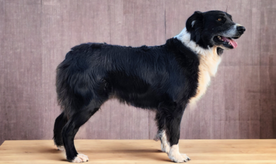 Black bi Australian shepherd dog