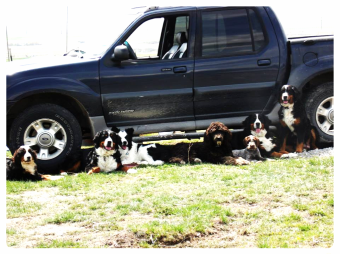 Bernedoodles Breeder