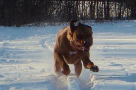 Rhodesian Ridgeback Puppy - Kahu