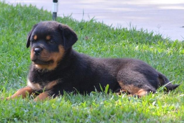 German Rottweiler Puppies For Sale - Von Ruelmann Rottweilers inc : Other