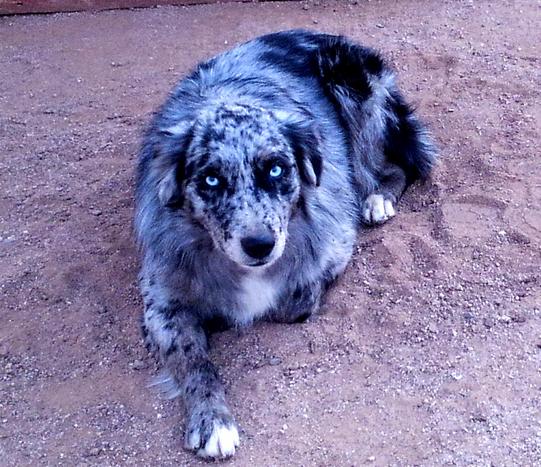 Blue eyed Australian shepherd for sale