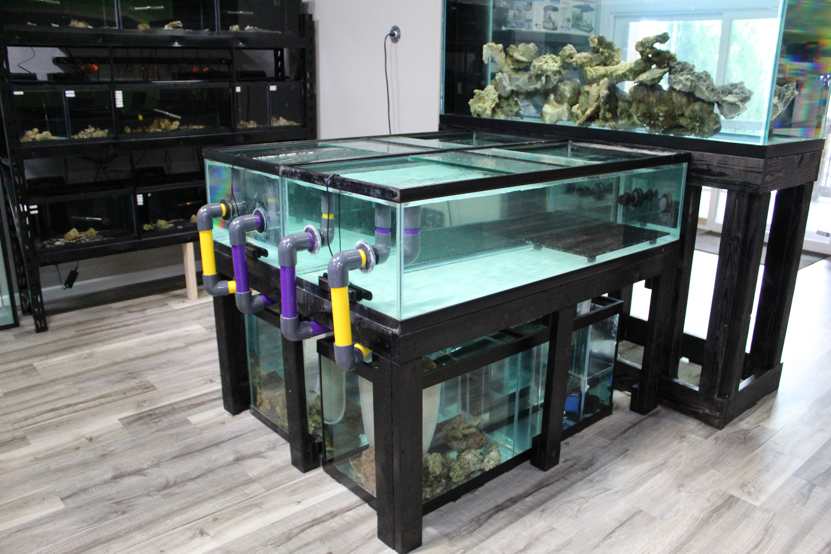 Fish and shop aquarium store