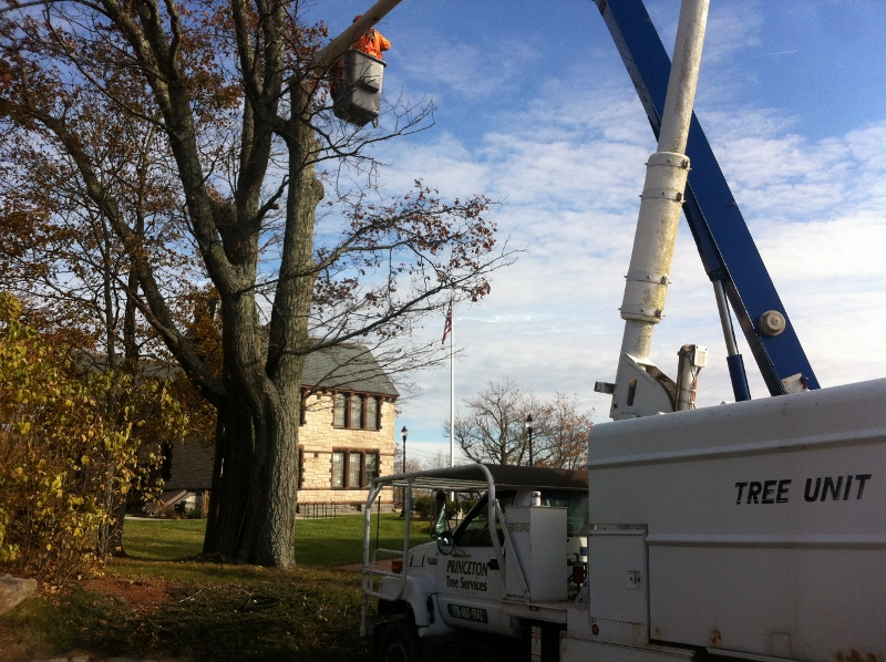 Princeton Tree Care