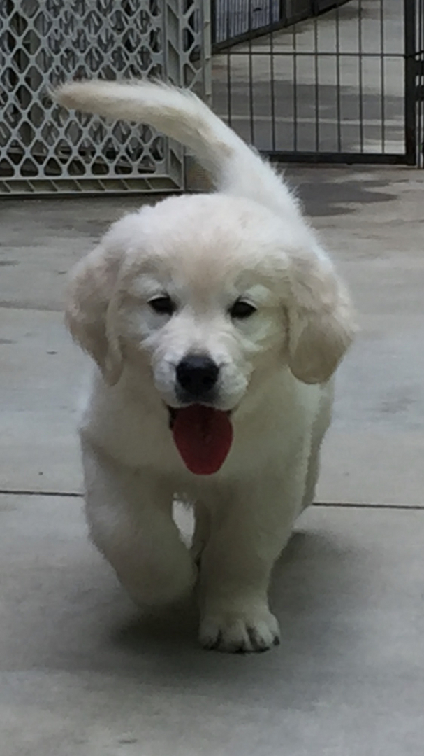 Fern Ridge Golden Retrievers - English Cream Golden Retrievers South  Carolina, English Cream Golden Retrievers South Carolina, Breeder, Puppy  Finder