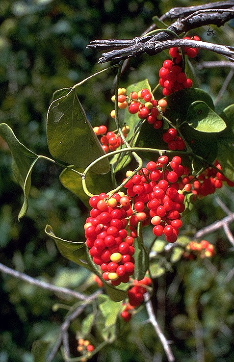 Carolina Coralbead in the Butterfly Garden