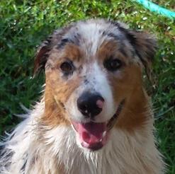 Nature Coast Aussies - Abby