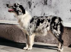 Blue merle Australian shepherd