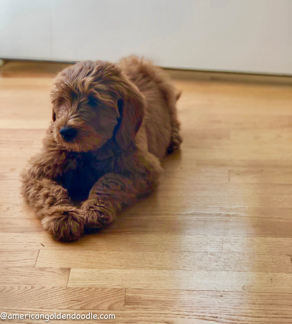 Goldendoodle Puppies for Sale Massachusetts - American Goldendoodle