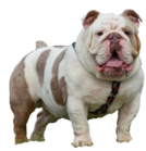 Lilac Tri Merle English bulldog