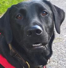 Black Labrador Dog Walking customer