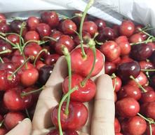 Bán cherry tại Hà Nội
