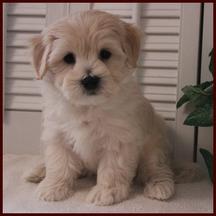maltipoochon maltipoo puppies for sale