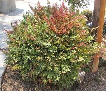 Harber Dwarf Nandina