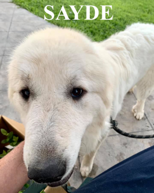 Great Pyrenees puppies ~ Wells' Providence AKC Registered Livestock Guardian Dogs and puppies