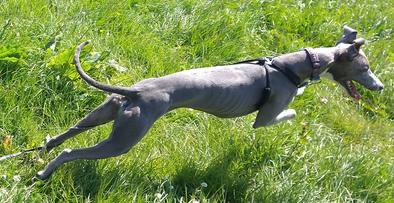 Whippet Doggy Day Care near me