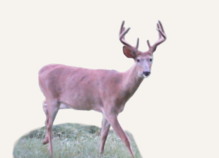 Hunting Deer California