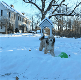 adult sable bernedoodle