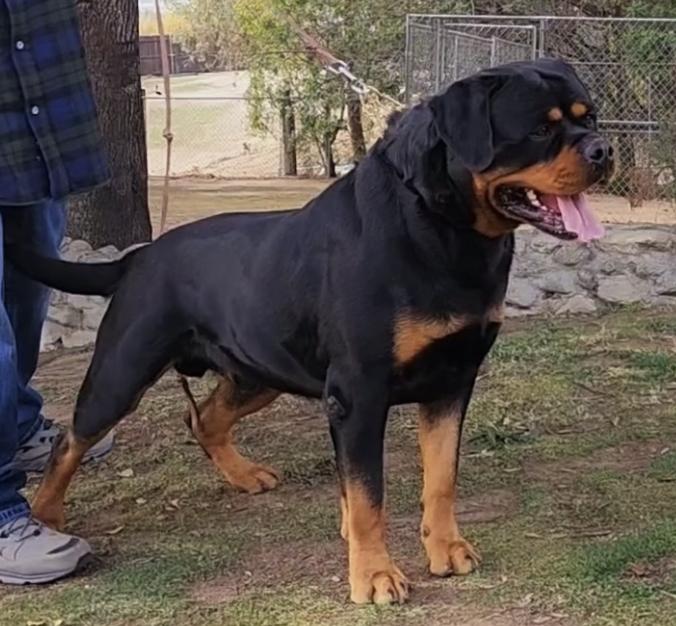 Von ruelmann rottweilers store prices