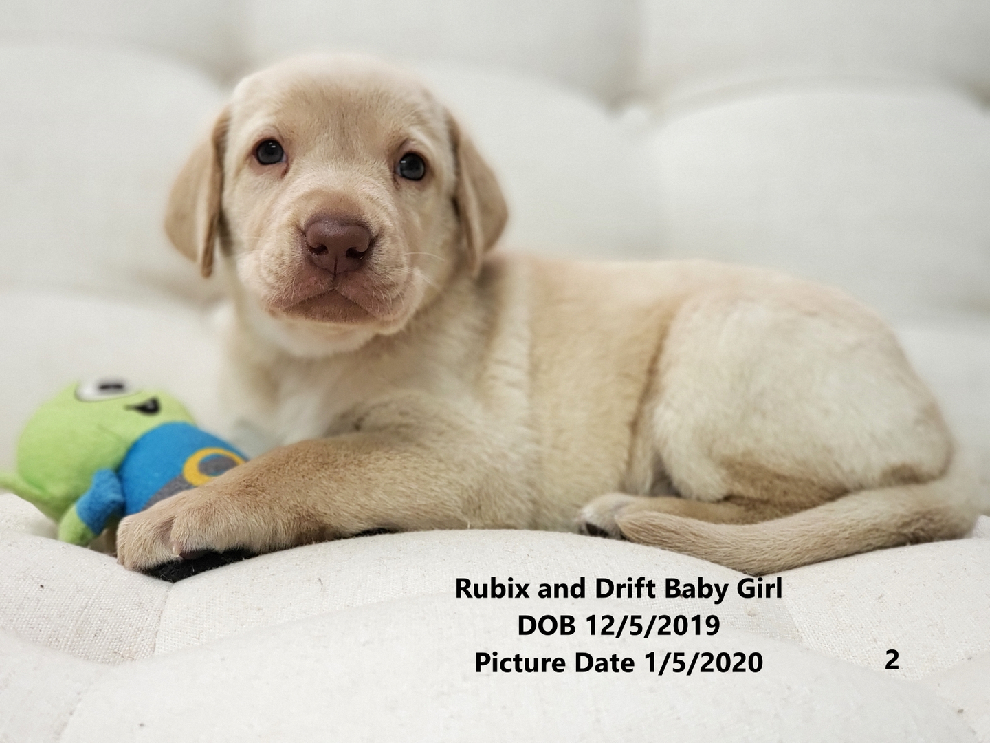 Lab Puppies For Sale Chicago Lab Puppy Chicago