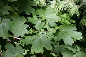 Acer Grandidentatum bigtooth maple Tree