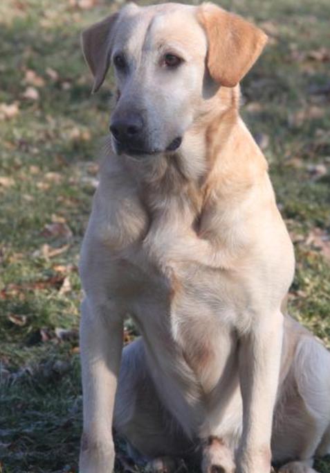 Labrador store stud dogs