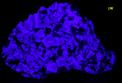 fluorescent FLUORITE, GALENTA, QUARTZ - Rogerley Mine, Rogerley Quarry, Stanhope, Frosterley, Weardale, North Pennines, County Durham, England, United Kingdom - for sale