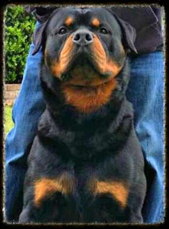 Rottweiler Puppies for Sale - Rottweiler Breeder