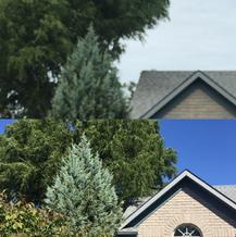 Emergency Storm Damage Clean up Hamilton ontario, dundas tree service