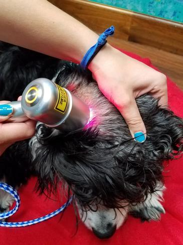 Dog Receiving Laser Treatment