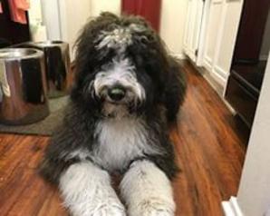 Brindle Bernedoodle