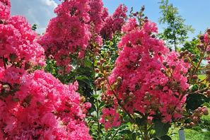 giant clusters of pink crape myrtle flowers in san antonio texas