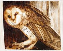 Owl Interrupted