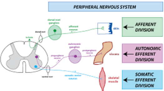 nervouslab