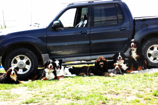 Bernese and Bernedoodles at Utahbernedoodles