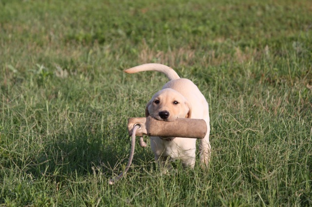 Yellow lab best sale puppies dfw