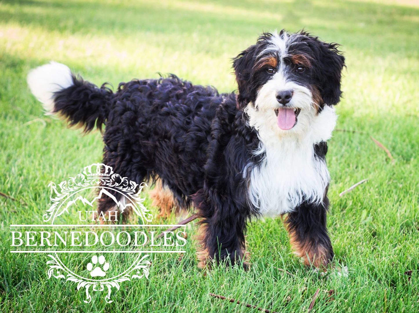 bernedoodle stuffed animal