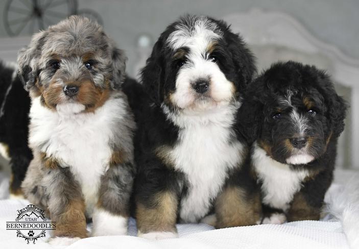 mini bernedoodle puppies