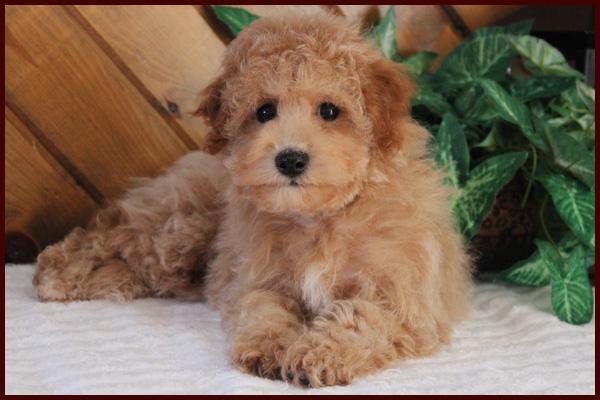 Poochon puppy for sale near me