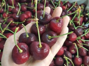 Giỏ hoa quả nhập khẩu tại Thụy Khuê