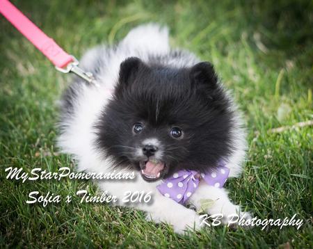 Sable Pomeranian Puppy
