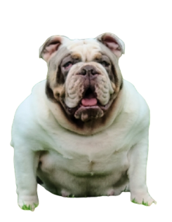 lilac tri english bulldog