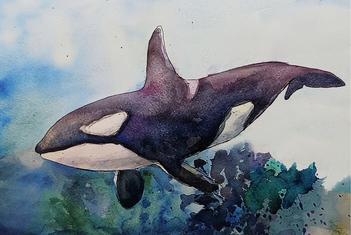 Orca