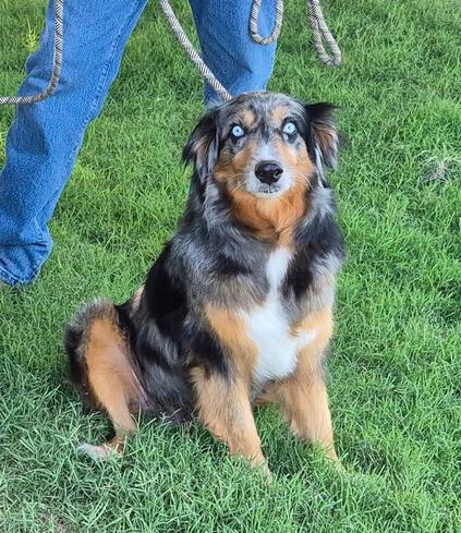 Most beautiful dog breeds