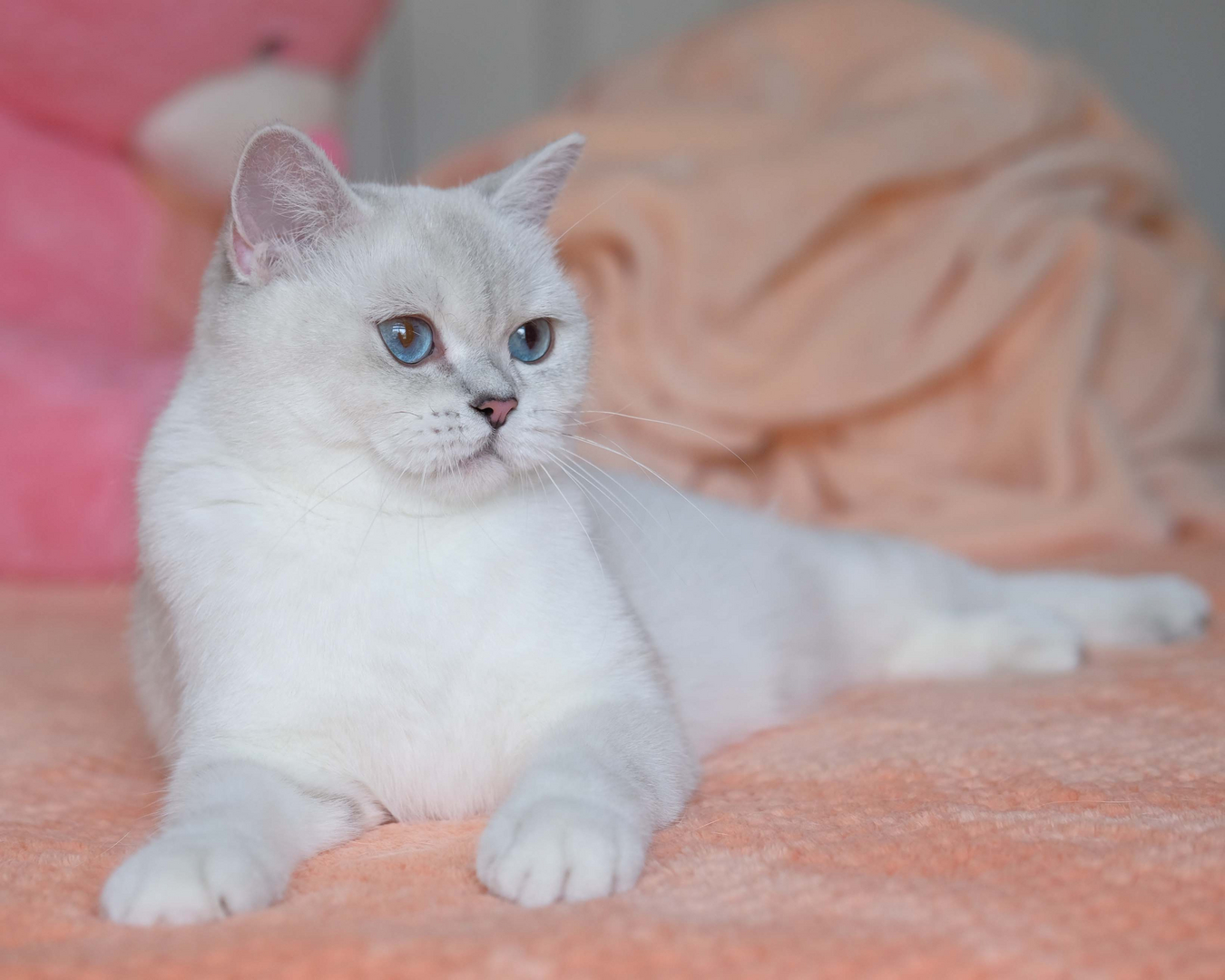 British blue blue store eyes