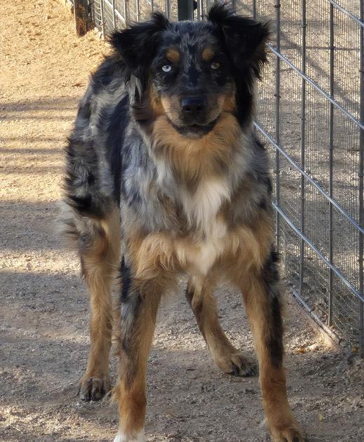 Blue merle Australian shepherds